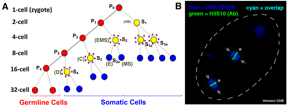 Fig. 1. Programmed DNA elimination in nematode Ascaris. A.  Cell lineages showing DNA elimination in five pre-somatic cells (yellow surrounded by red dots). B. H3S10P staining of DNA being eliminated simultaneously in two cells of the 4-cell embryo. Arrows: retained DNA; *: eliminated DNA.
