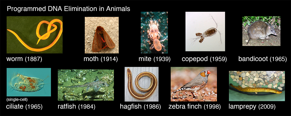 Representative animals with programmed DNA elimination (the year that DNA elimination was discovered in the animal group is indicated in parentheses). Adapted from Wang and Davis 2014 Current Opinion in Genetics & Development.